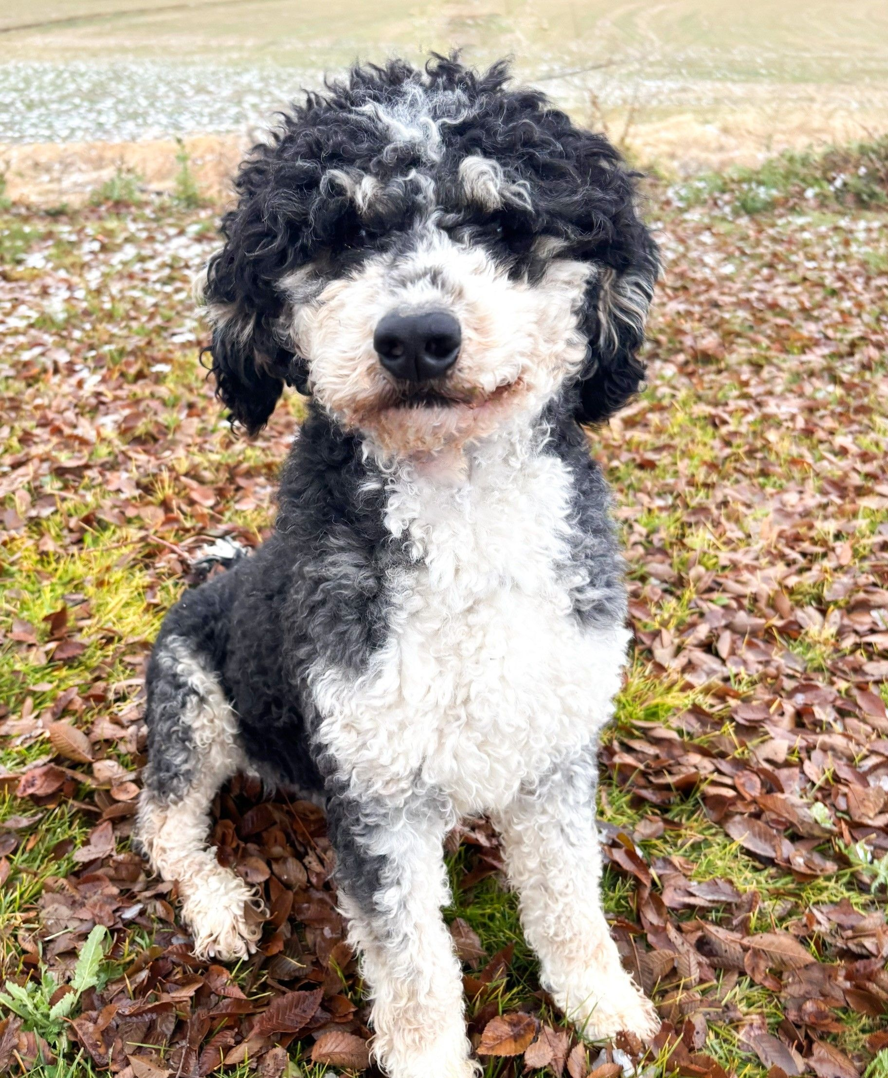 Black and white dog sitting in grass, looking towards the camera.