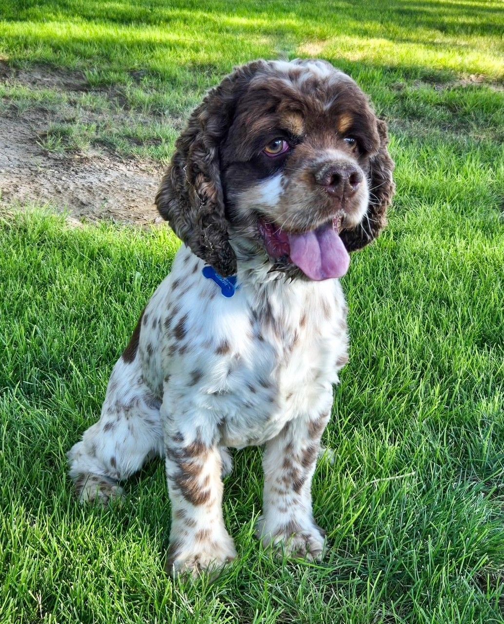 Brown and white spotted Cocker Spaniel dog with tongue out, sitting in green grass.