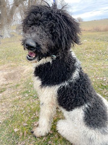 A black and white dog is sitting in the grass.