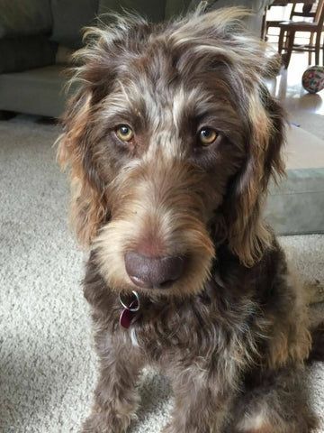 A brown dog is sitting on the floor and looking at the camera.