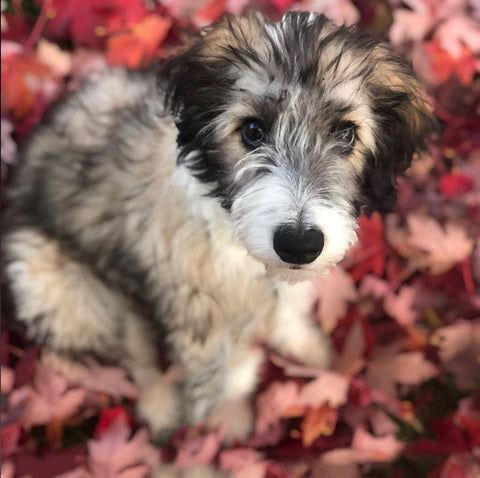 A brown and white dog is sitting in a pile of leaves