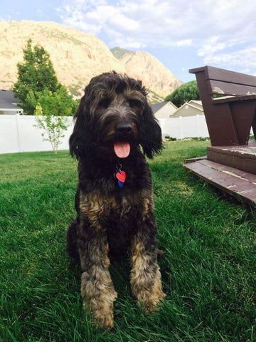 A dog is sitting in the grass with its tongue out.