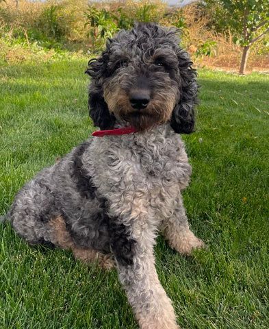 A merle poodle is sitting in the grass wearing a red collar.