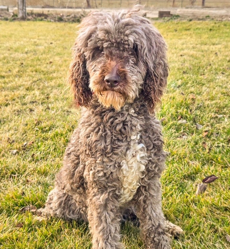 Spotted brown and white Cocker Spaniel dog sitting on green grass with tongue out, wearing a blue collar.