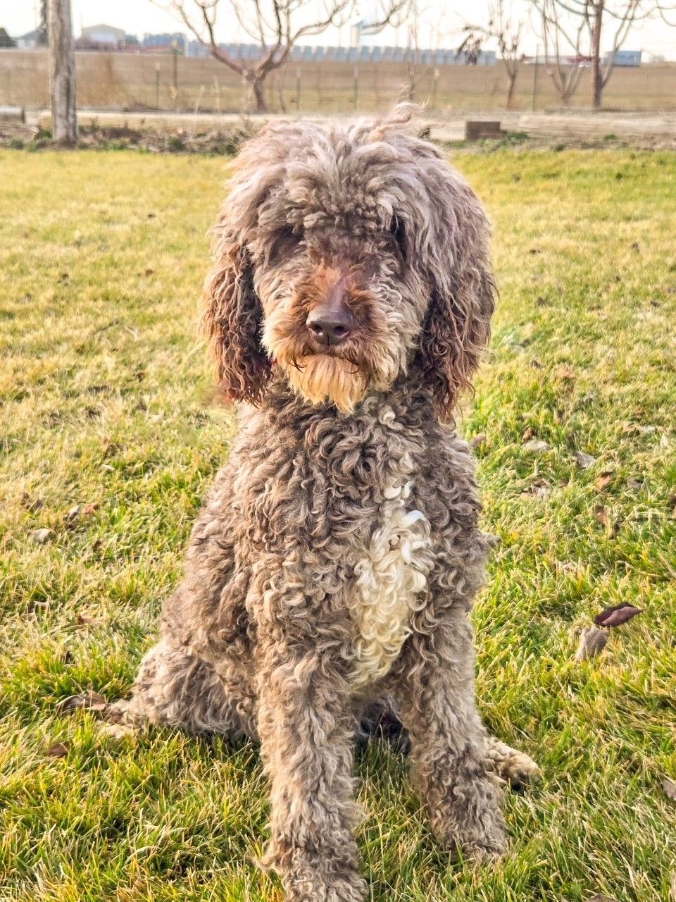 A brown curly-haired dog sitting in a grassy field, looking at the camera.