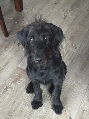 A black dog is sitting on a wooden floor and looking at the camera.