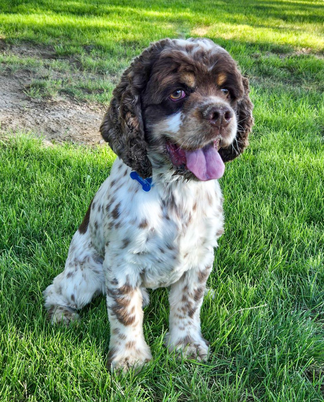 Spotted brown and white Cocker Spaniel dog sitting on green grass with tongue out, wearing a blue collar.