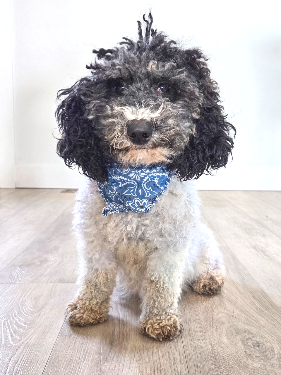 Black and white fluffy dog sitting on green grass, looking at the camera.