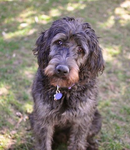 A small dog is sitting in the grass and looking at the camera.