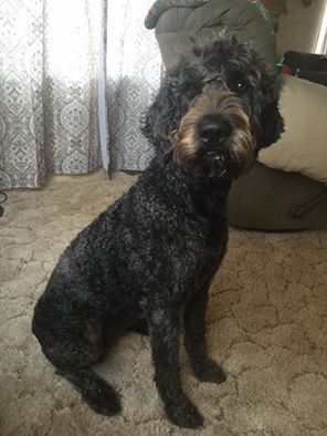 A black dog is sitting on a carpet in a living room.
