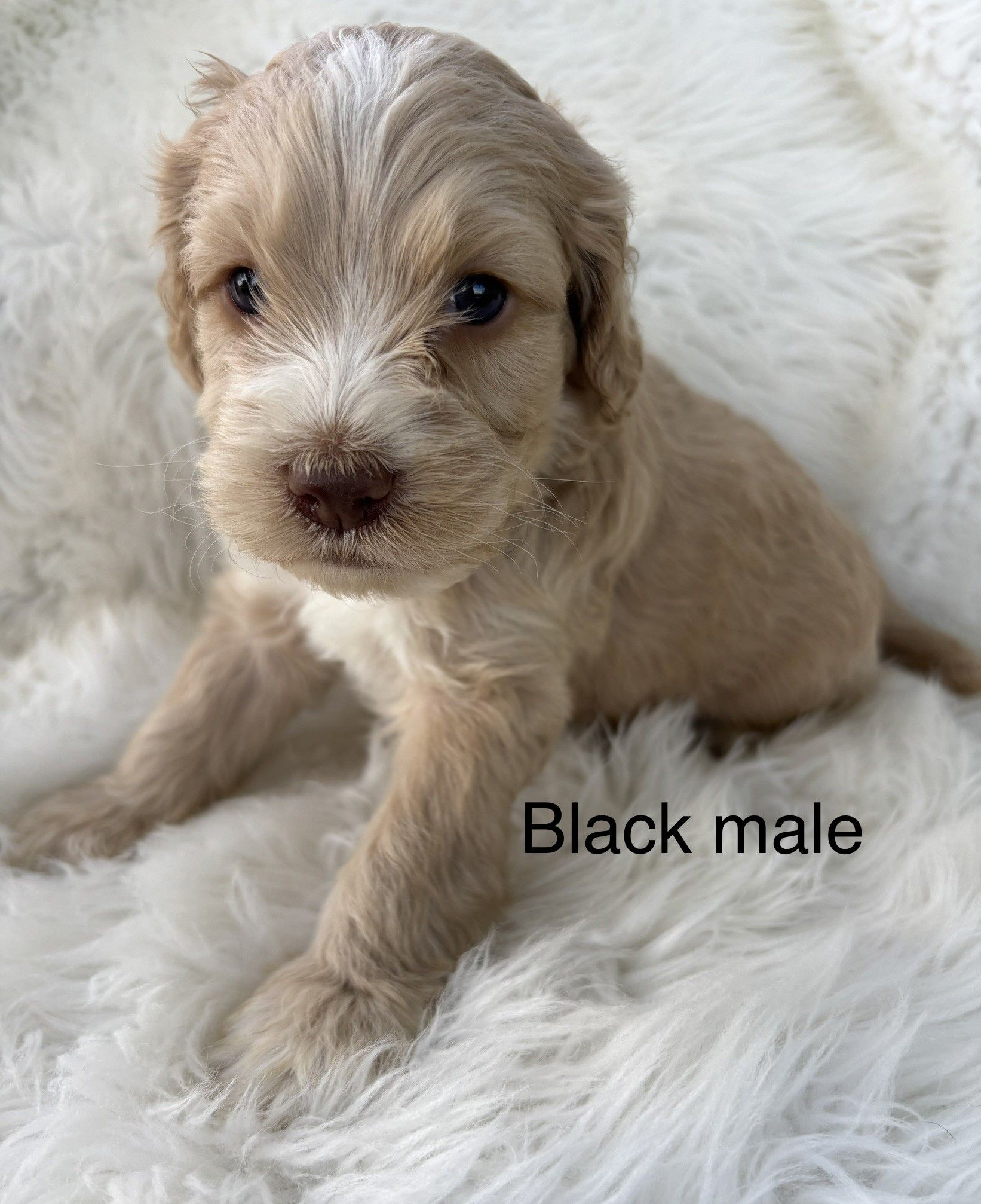 Small tan puppy sitting on a fluffy white blanket, labeled “Black male.”