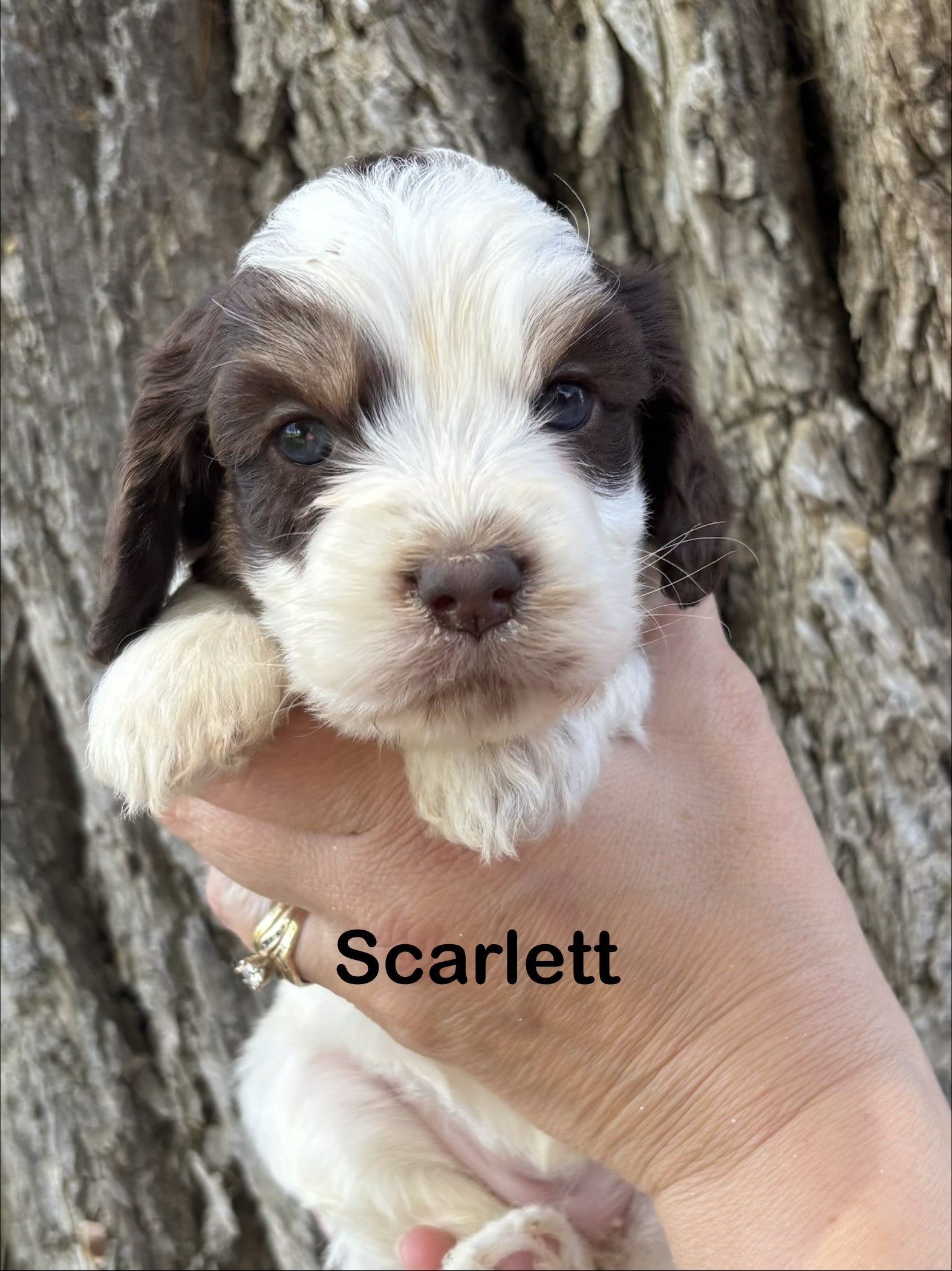 Tiny black-and-white puppy lying on a fluffy white blanket, with the name “Scarlett” written beside it