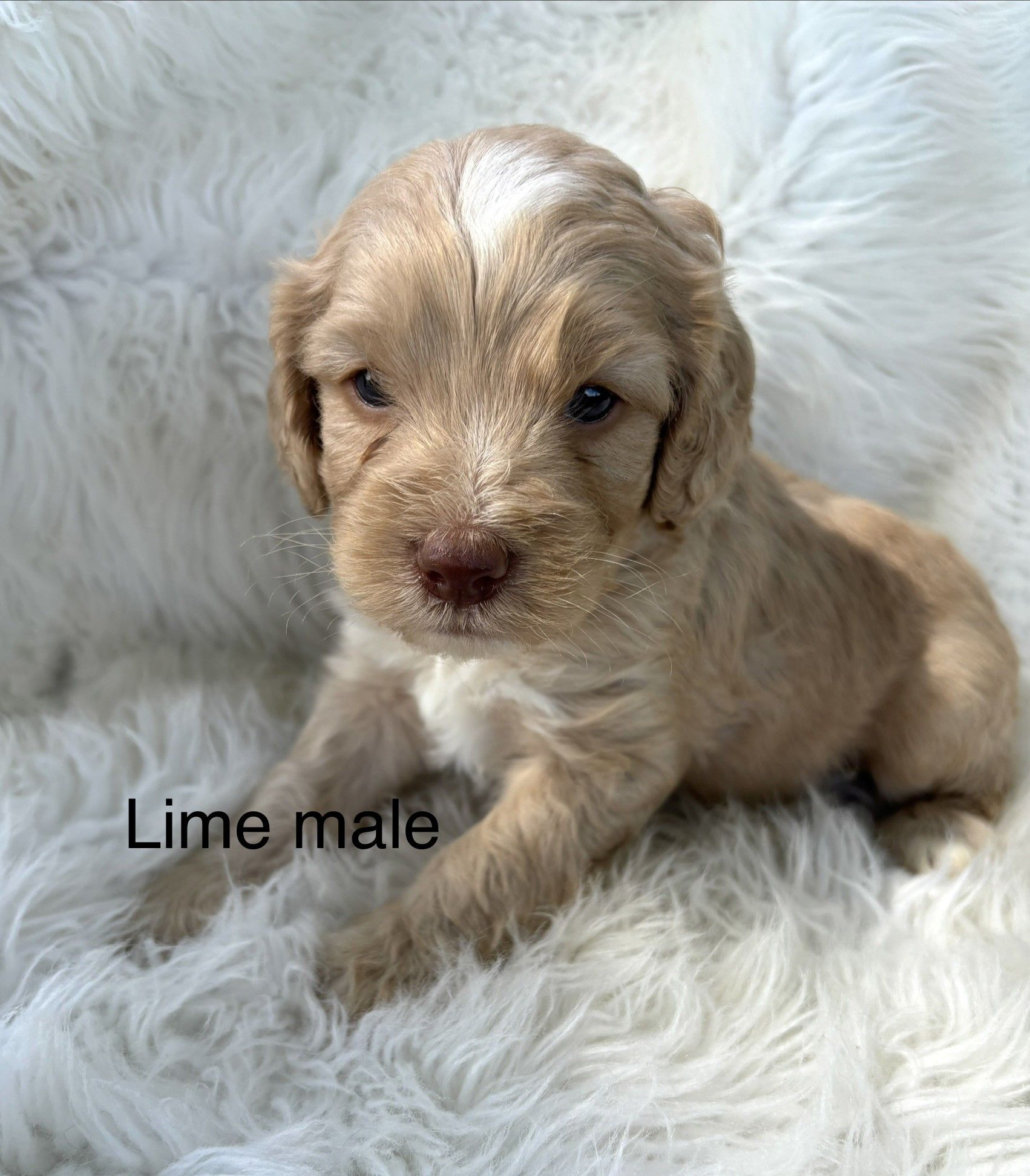 Small tan puppy sitting on a fluffy white blanket, looking at the camera