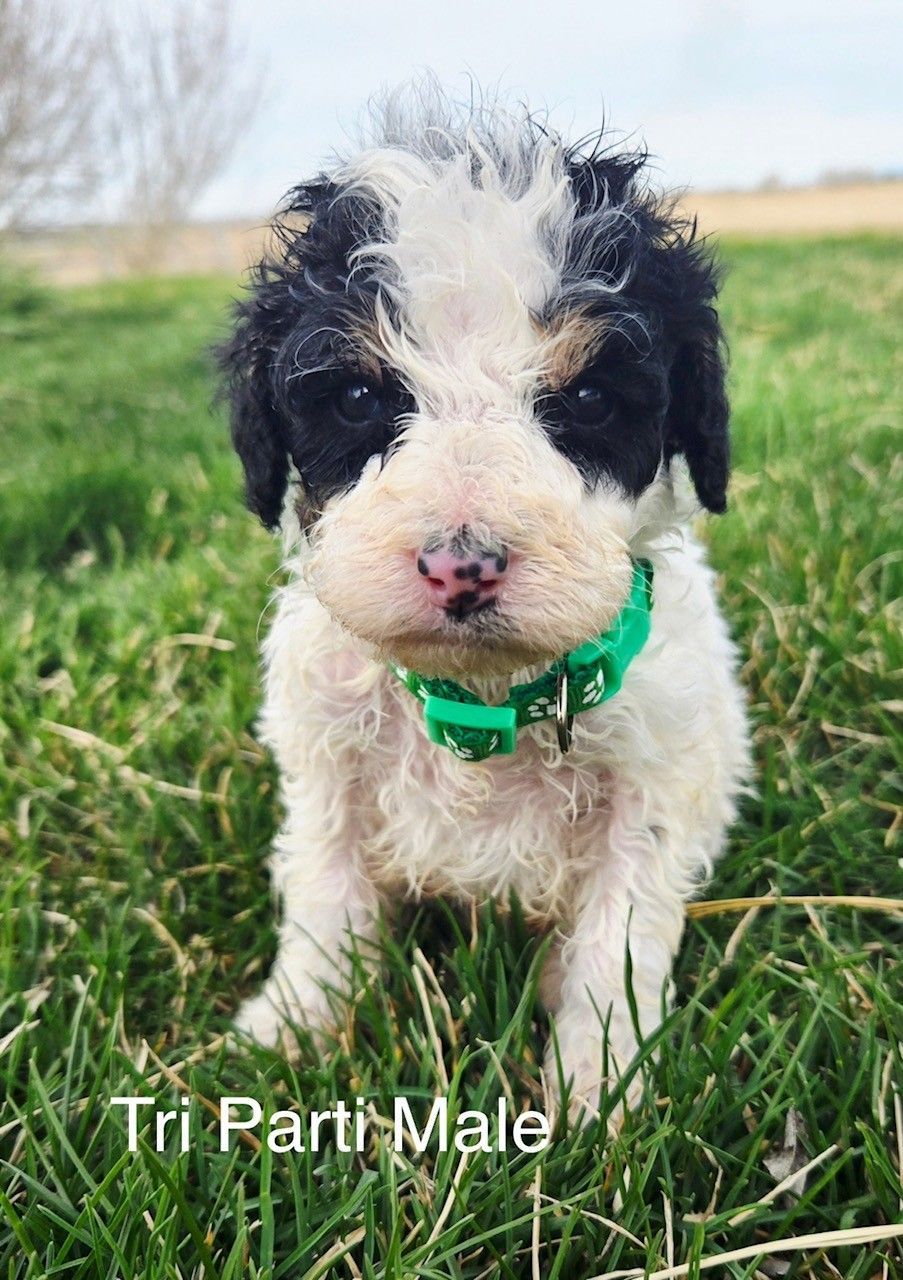 Black and white dog sitting in grass, looking towards the camera.