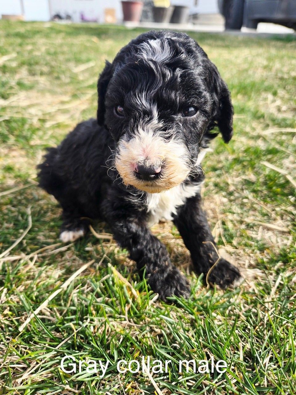 Spotted brown and white Cocker Spaniel dog sitting on green grass with tongue out, wearing a blue collar.