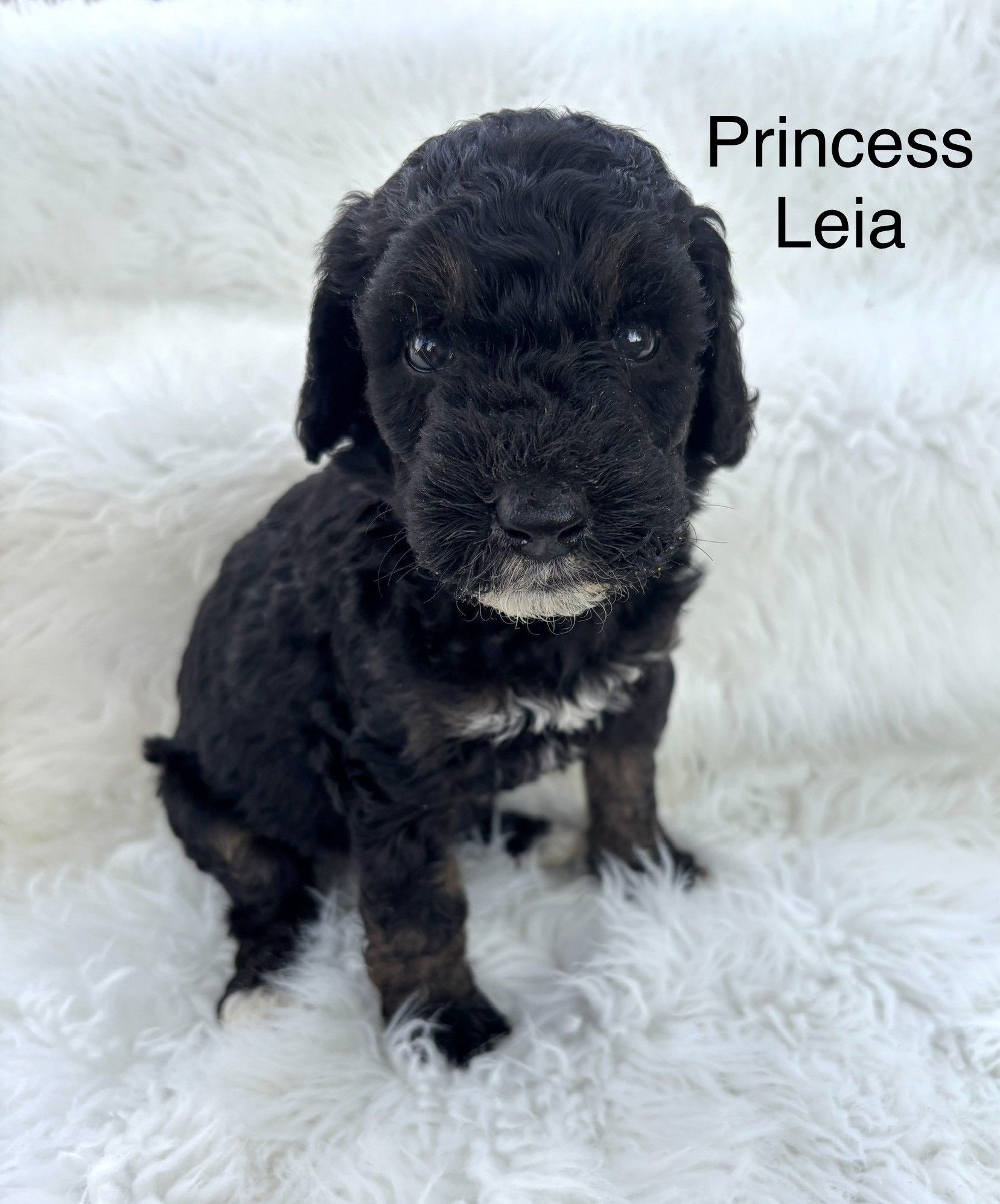 Black puppy sitting on a fluffy white blanket with the name “Princess Leia” in the corner.