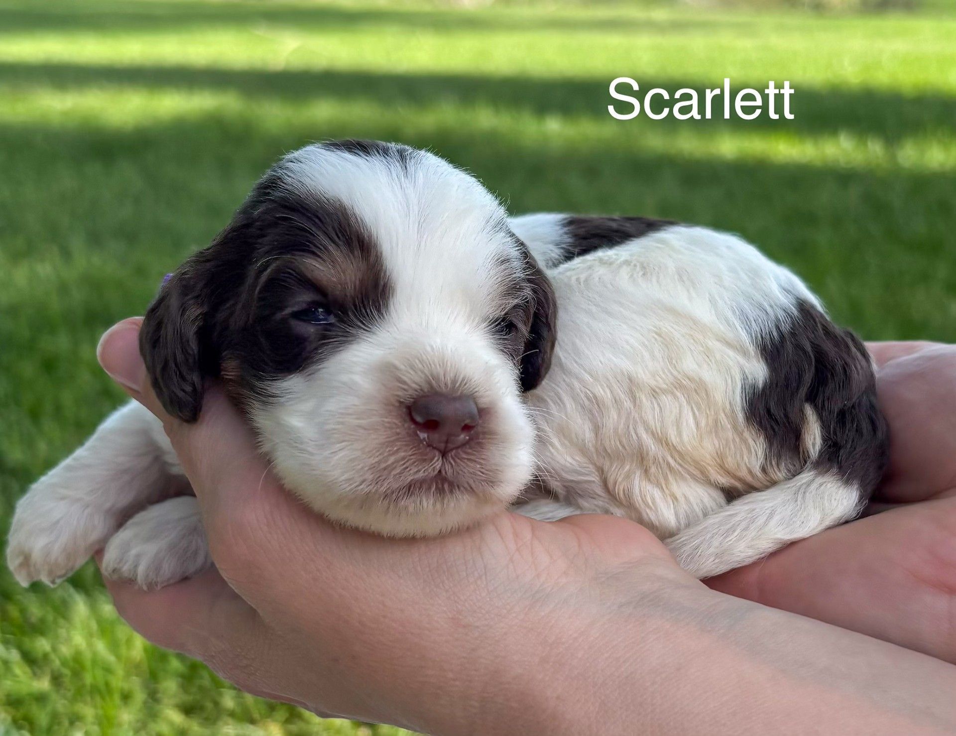 Tiny black-and-white puppy resting in cupped hands on grass, labeled “Scarlett”