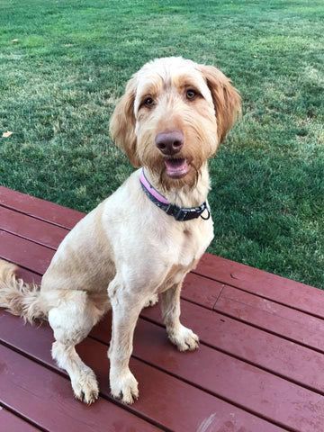 A dog is sitting on a wooden deck looking at the camera.