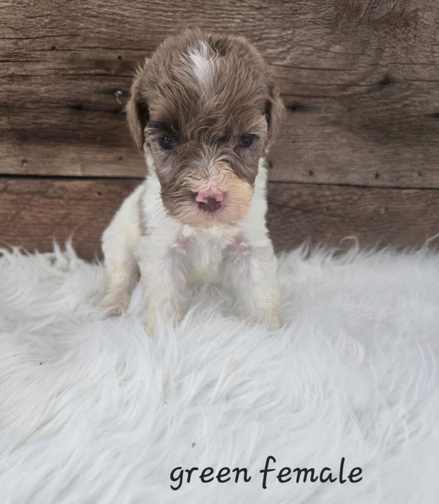 Small brown-and-white puppy sitting on a fluffy white blanket against a wooden backdrop; labeled “green female.”