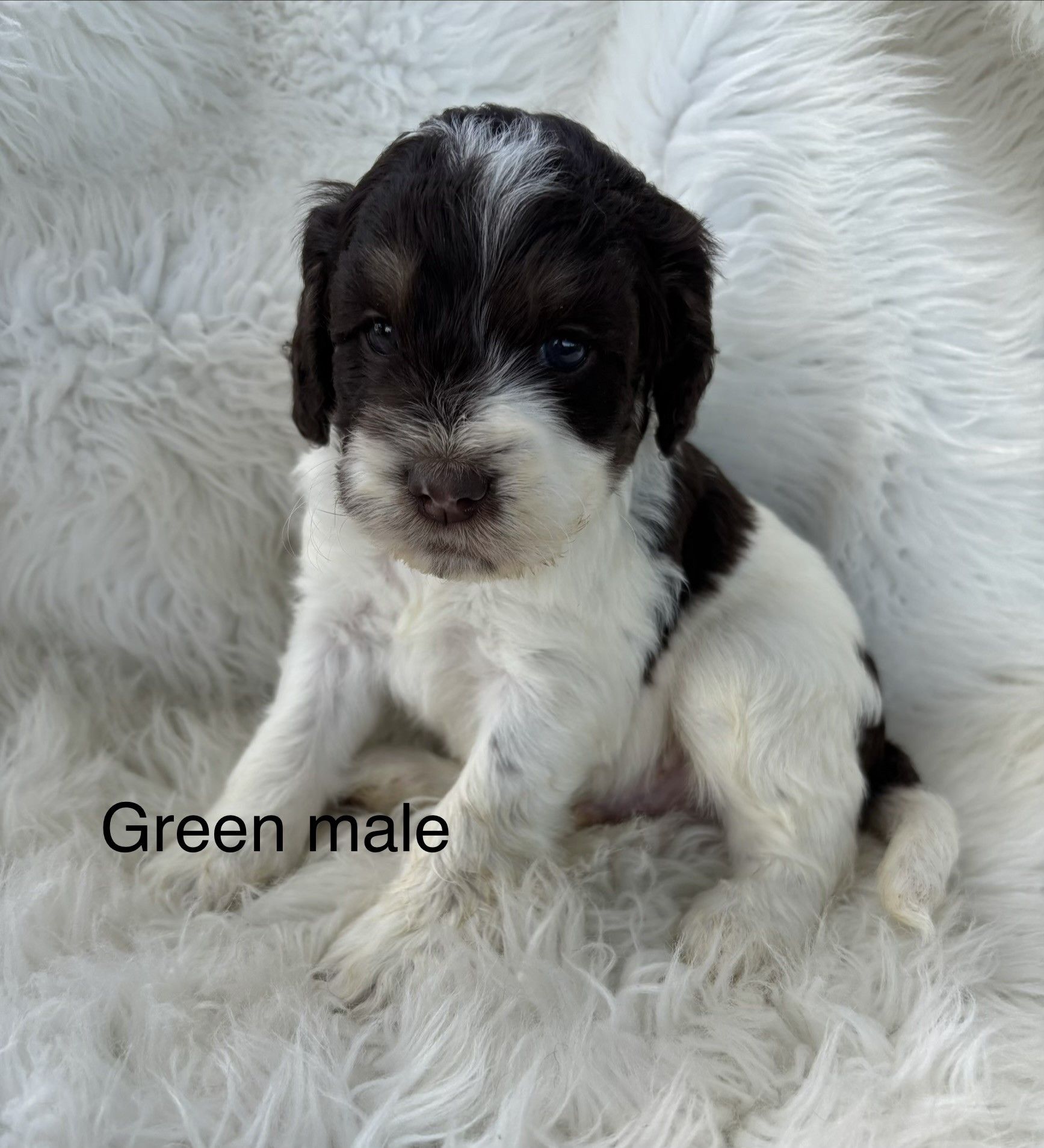 Black and white puppy sitting on a fluffy white blanket with “Green male” text overlay