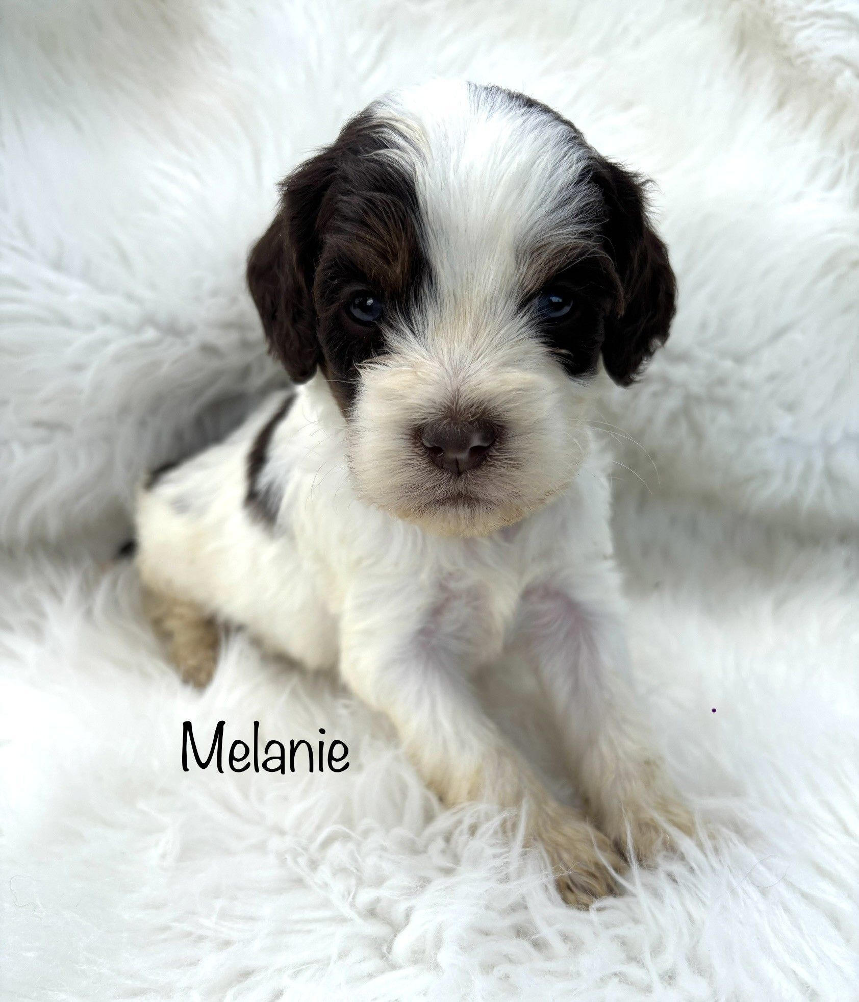 Small black-and-white puppy sitting on a fluffy white blanket, labeled “Melanie”