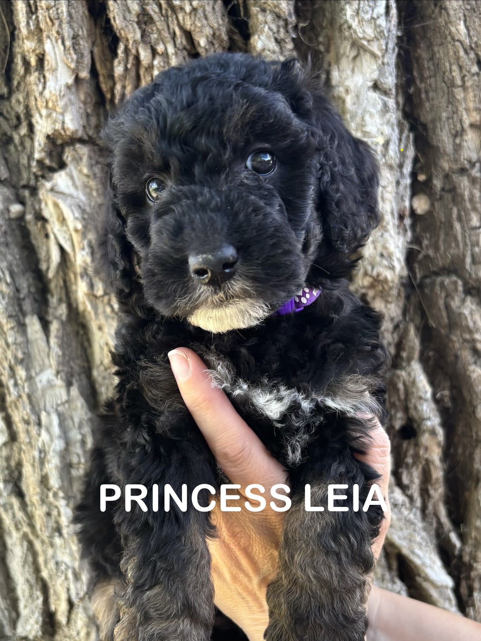 Small brown-and-black puppy sitting on a fluffy white blanket with the label “Aunt Beru”