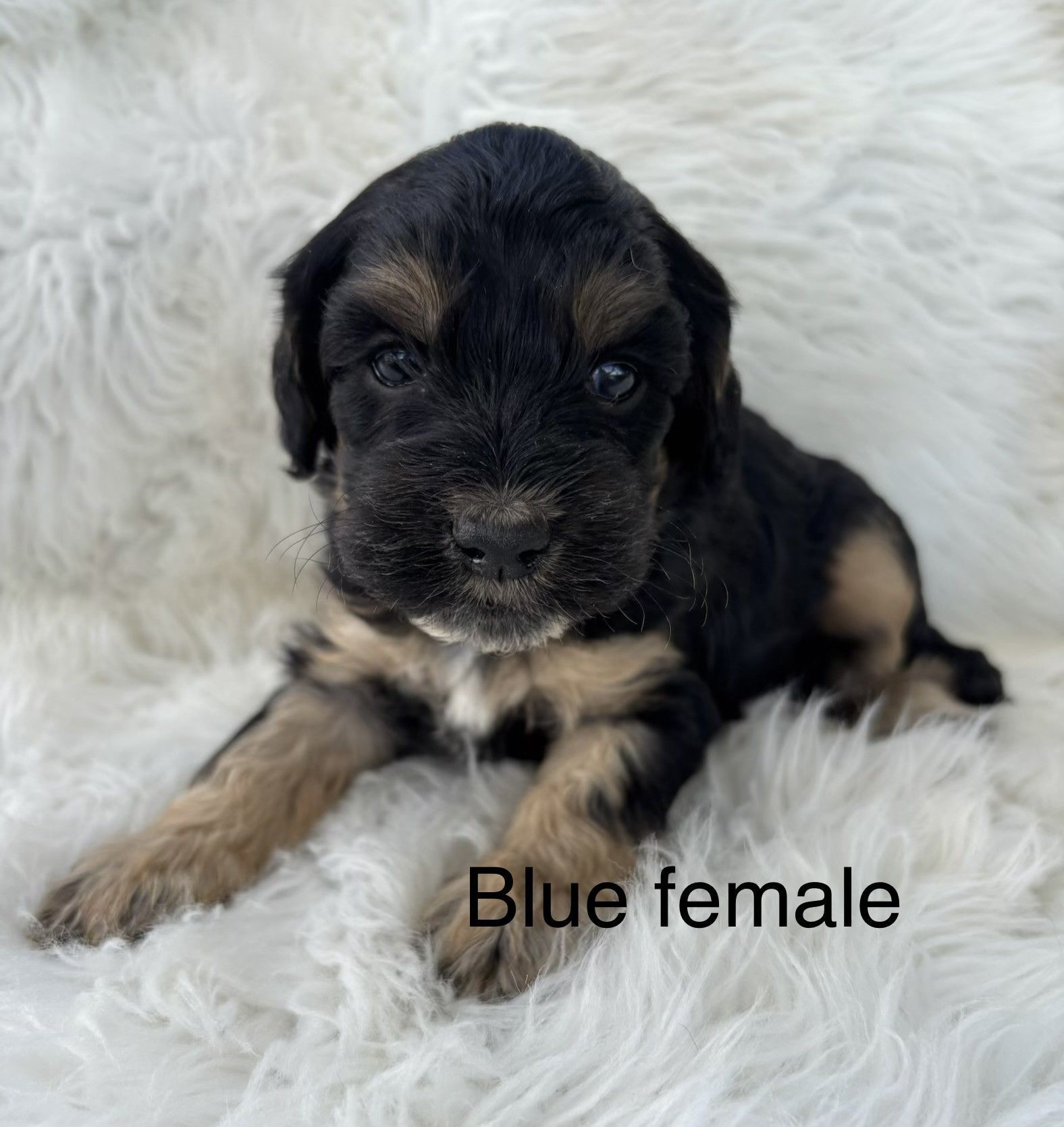 Black and tan puppy sitting on a fluffy white blanket with text “Blue female”