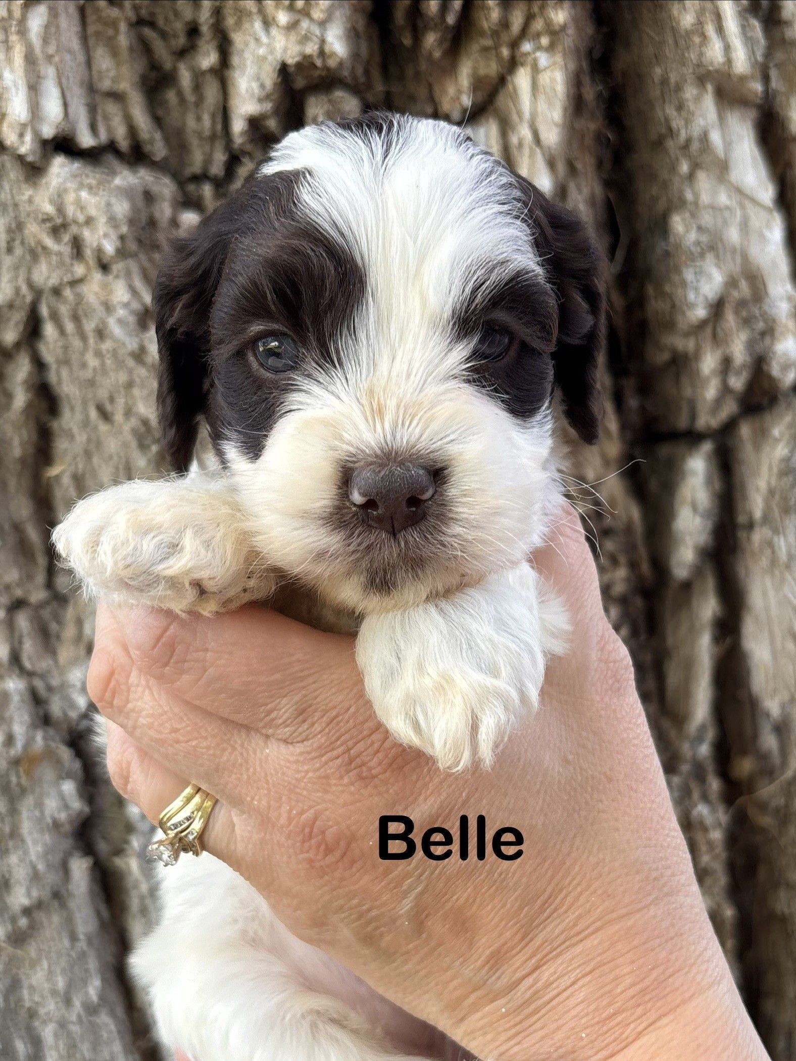 Small cream-and-brown puppy with a pink collar sitting on a fluffy white blanket