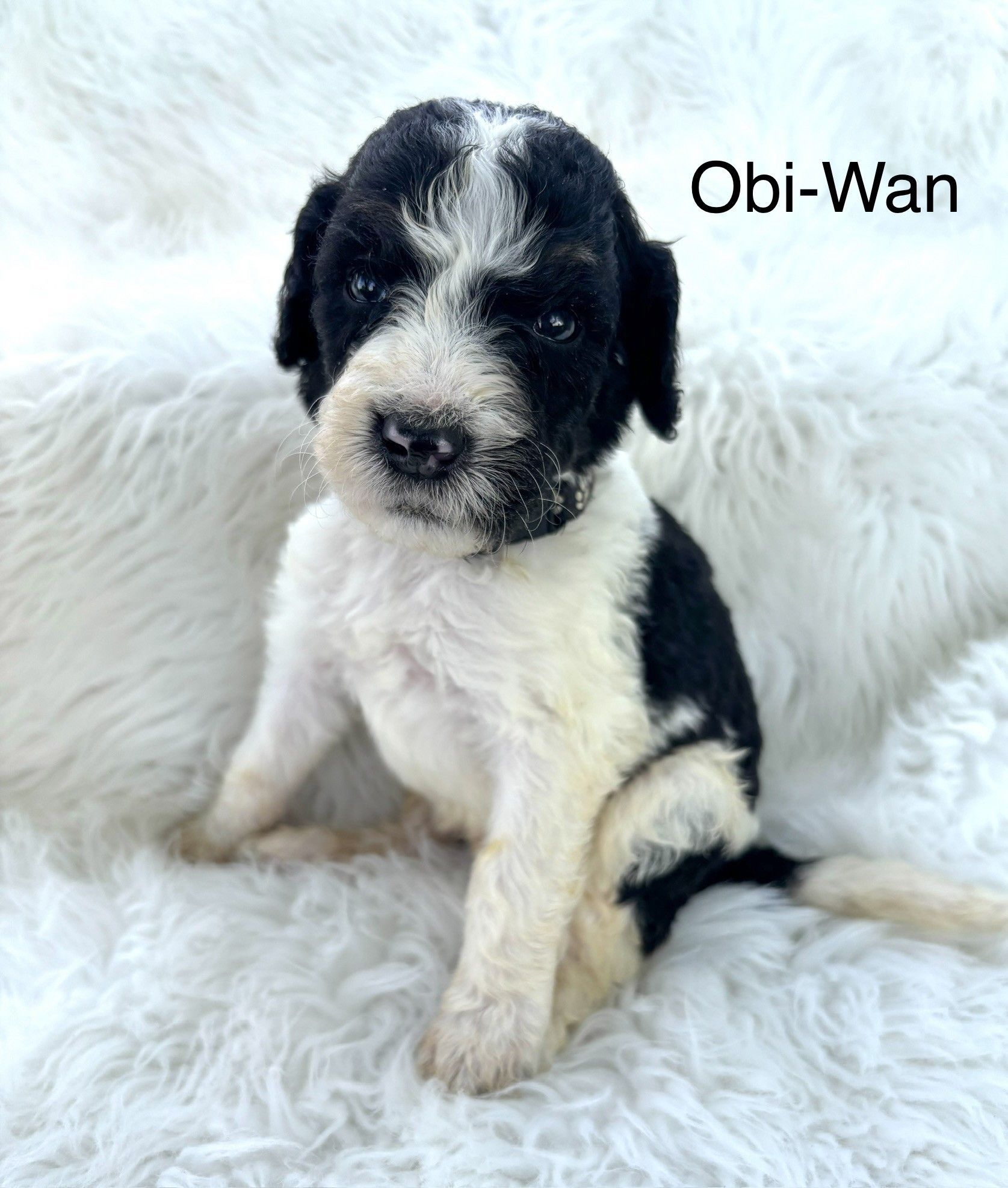 Black-and-white puppy sitting on a fluffy white blanket, labeled “Obi-Wan”