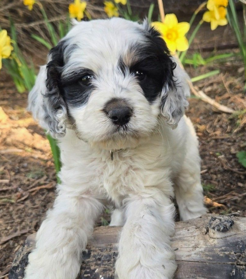 Spotted brown and white Cocker Spaniel dog sitting on green grass with tongue out, wearing a blue collar.
