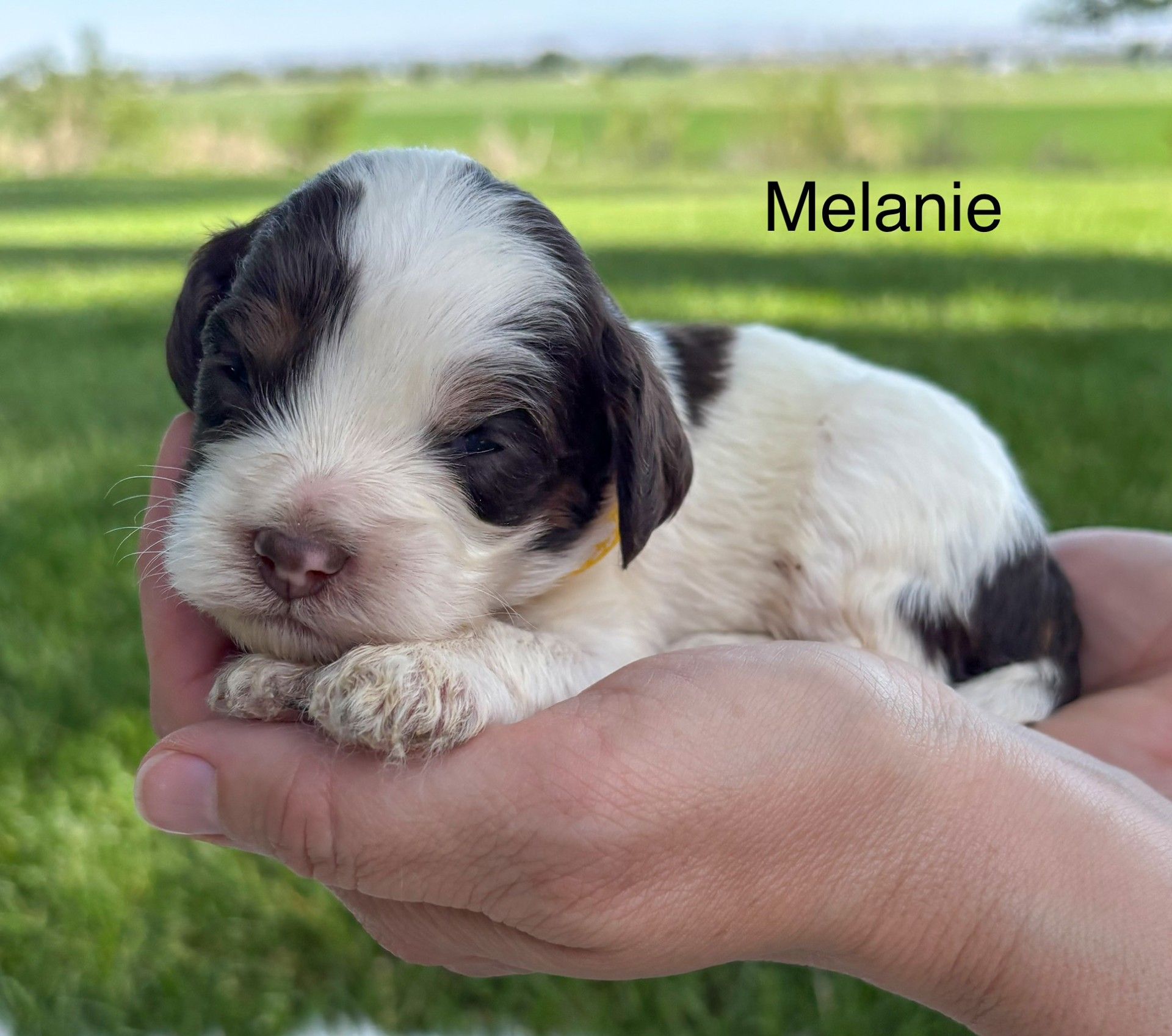 Tiny black-and-white puppy resting in cupped hands on a grassy lawn, labeled “Melanie”