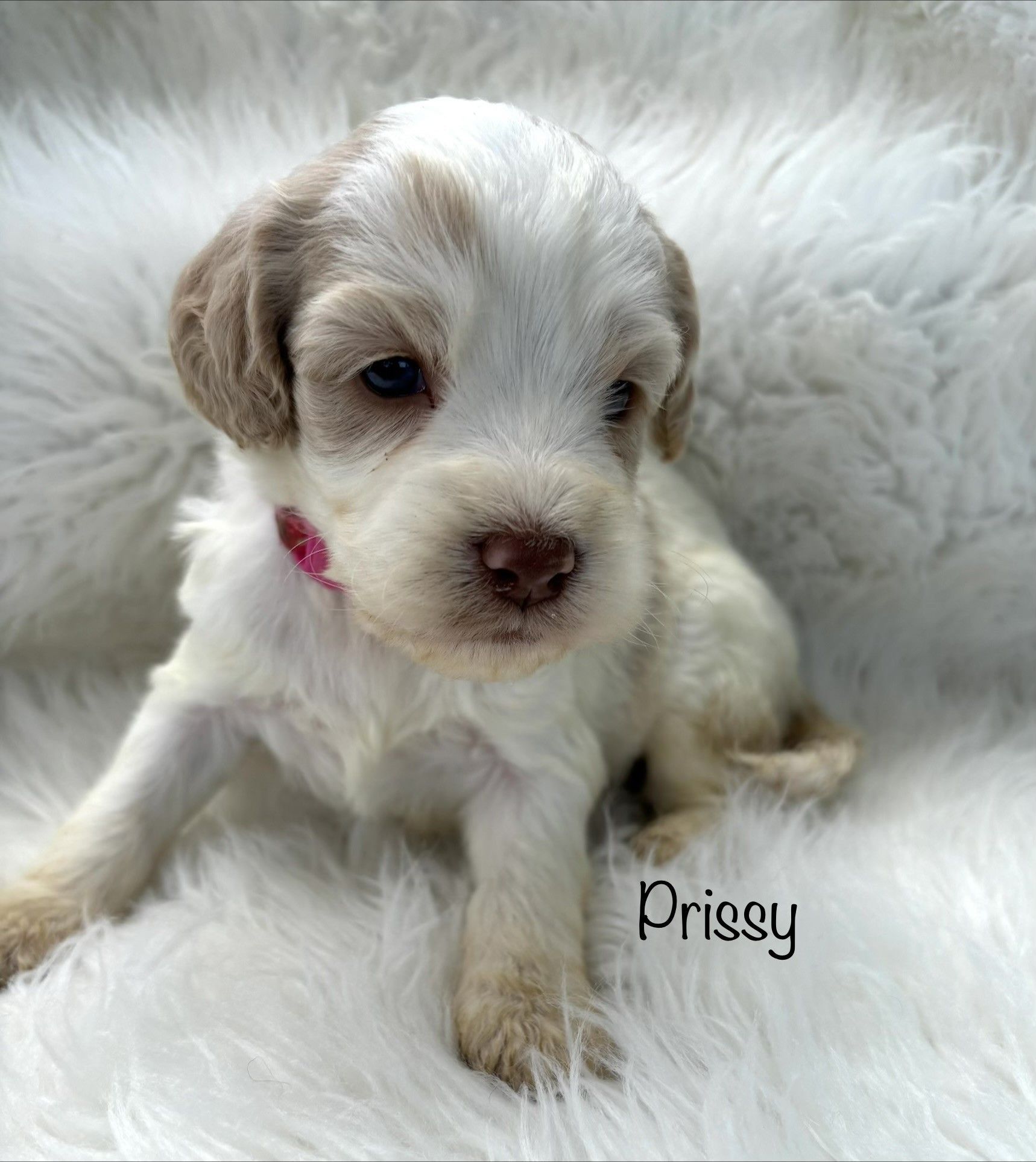 Small cream-and-brown puppy with a pink collar sitting on a fluffy white blanket