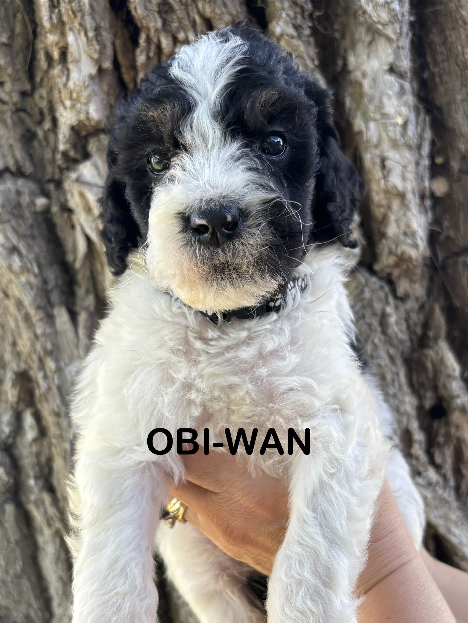 Small cream-colored puppy named Han Solo sitting on a fluffy white blanket