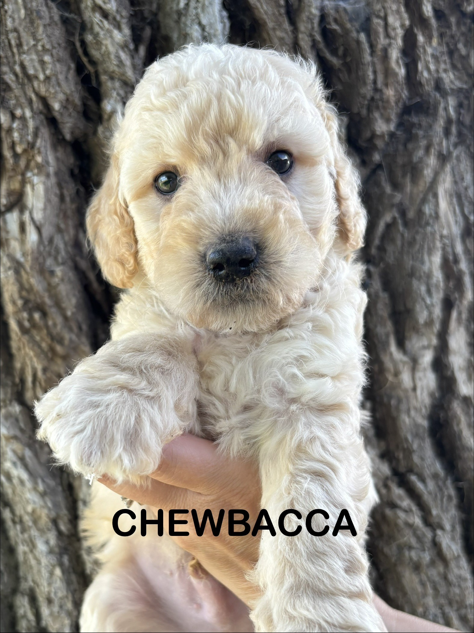 Small cream-colored puppy named Han Solo sitting on a fluffy white blanket