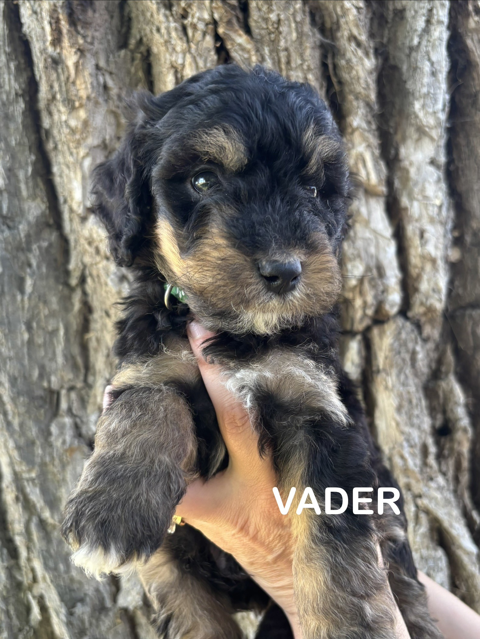Small brown-and-black puppy sitting on a fluffy white blanket with the label “Aunt Beru”