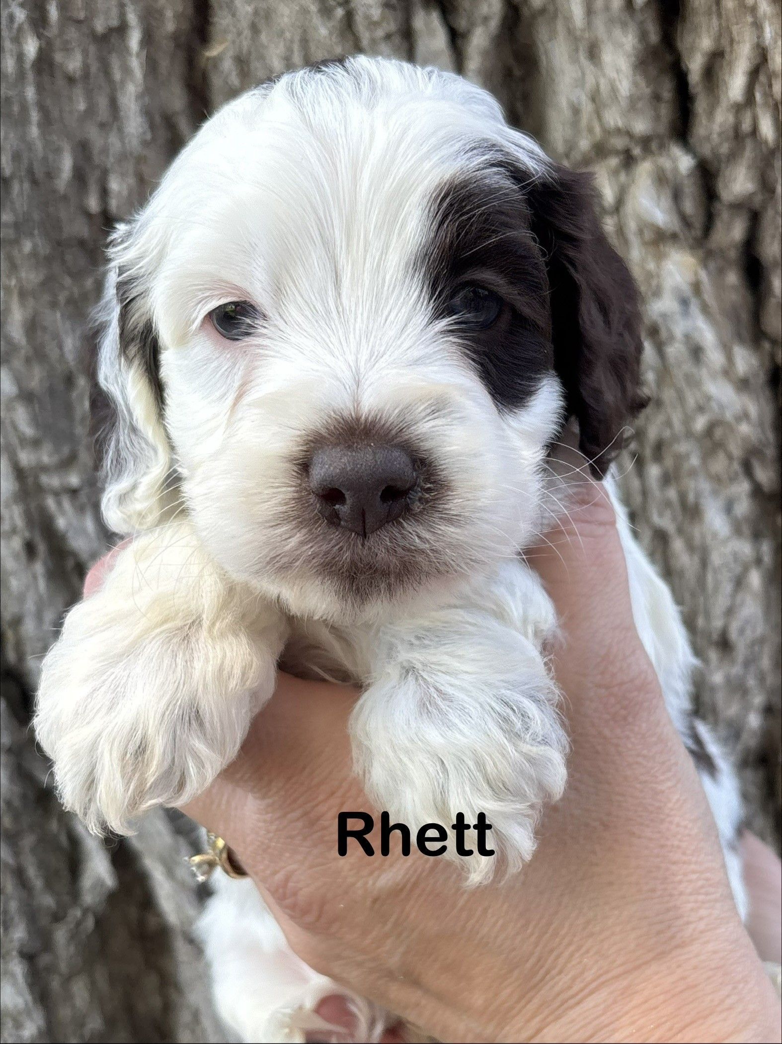 Small black-and-white puppy lying on a fluffy white blanket, looking at the camera, with “Rhett” text.