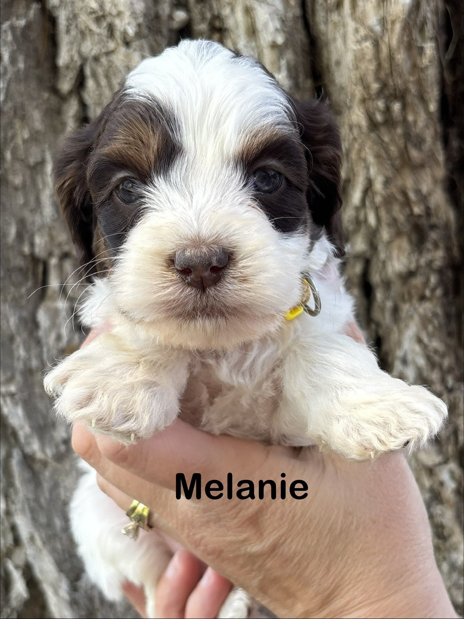Small black-and-white puppy sitting on a fluffy white blanket, labeled “Melanie”