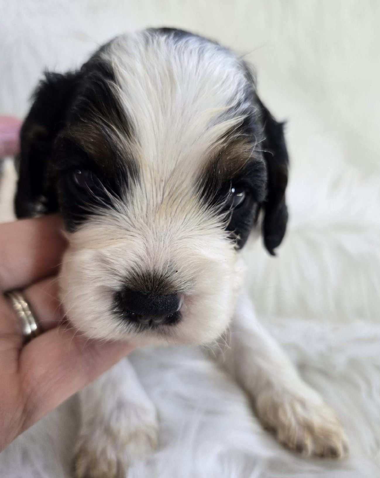 Spotted brown and white Cocker Spaniel dog sitting on green grass with tongue out, wearing a blue collar.