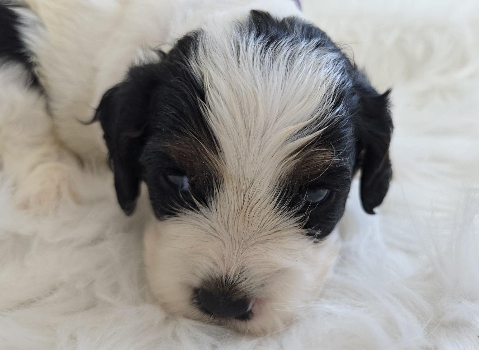 Spotted brown and white Cocker Spaniel dog sitting on green grass with tongue out, wearing a blue collar.
