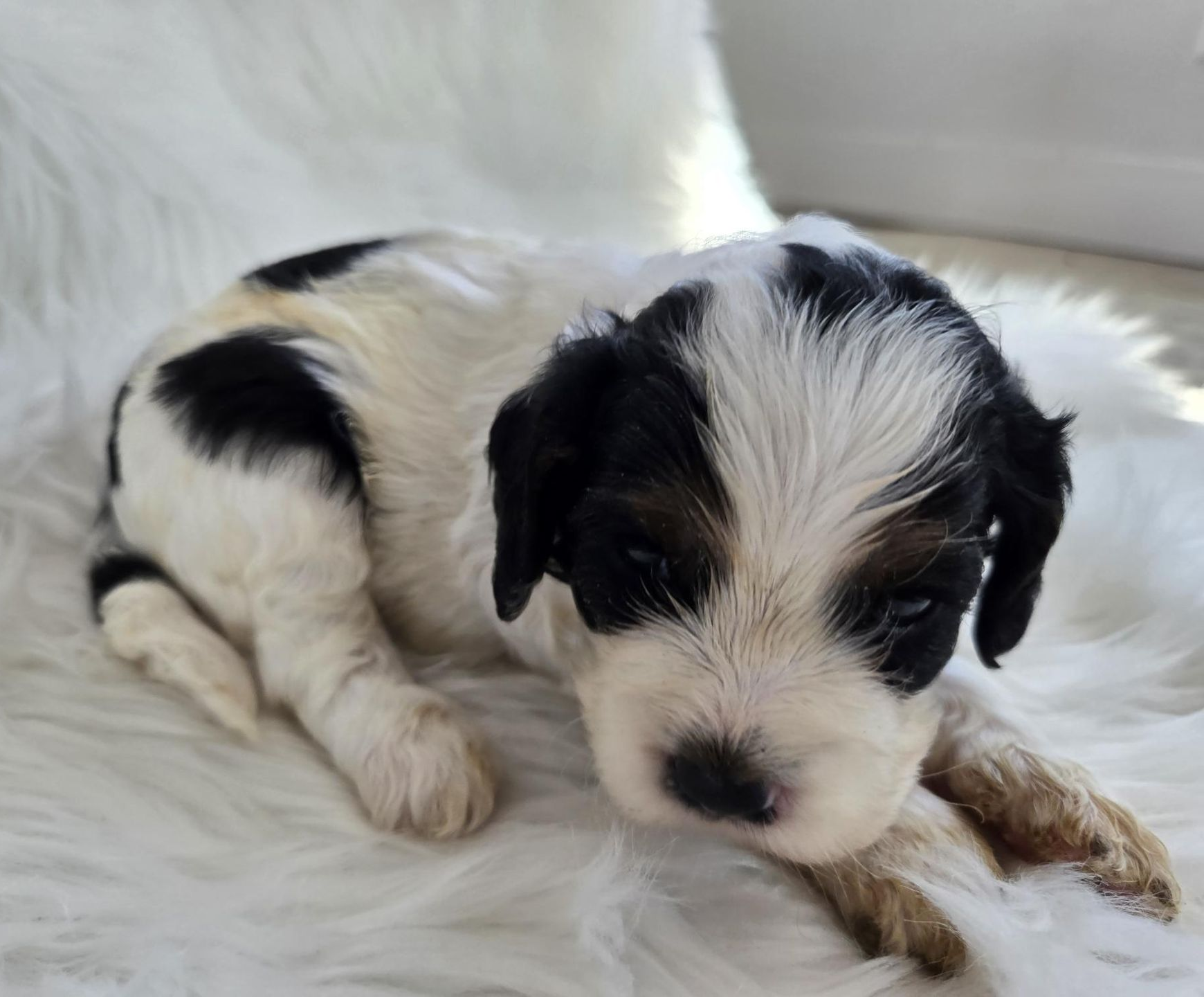 Black and white dog sitting in grass, looking towards the camera.