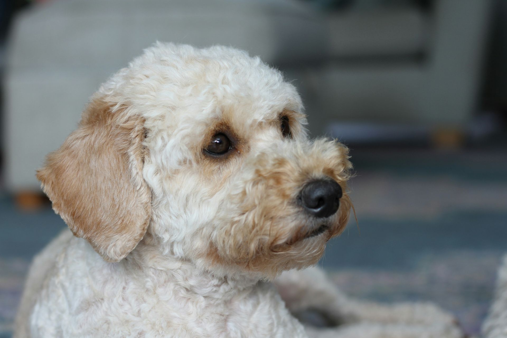 Cream-colored dog with brown ears and nose, gazing right.