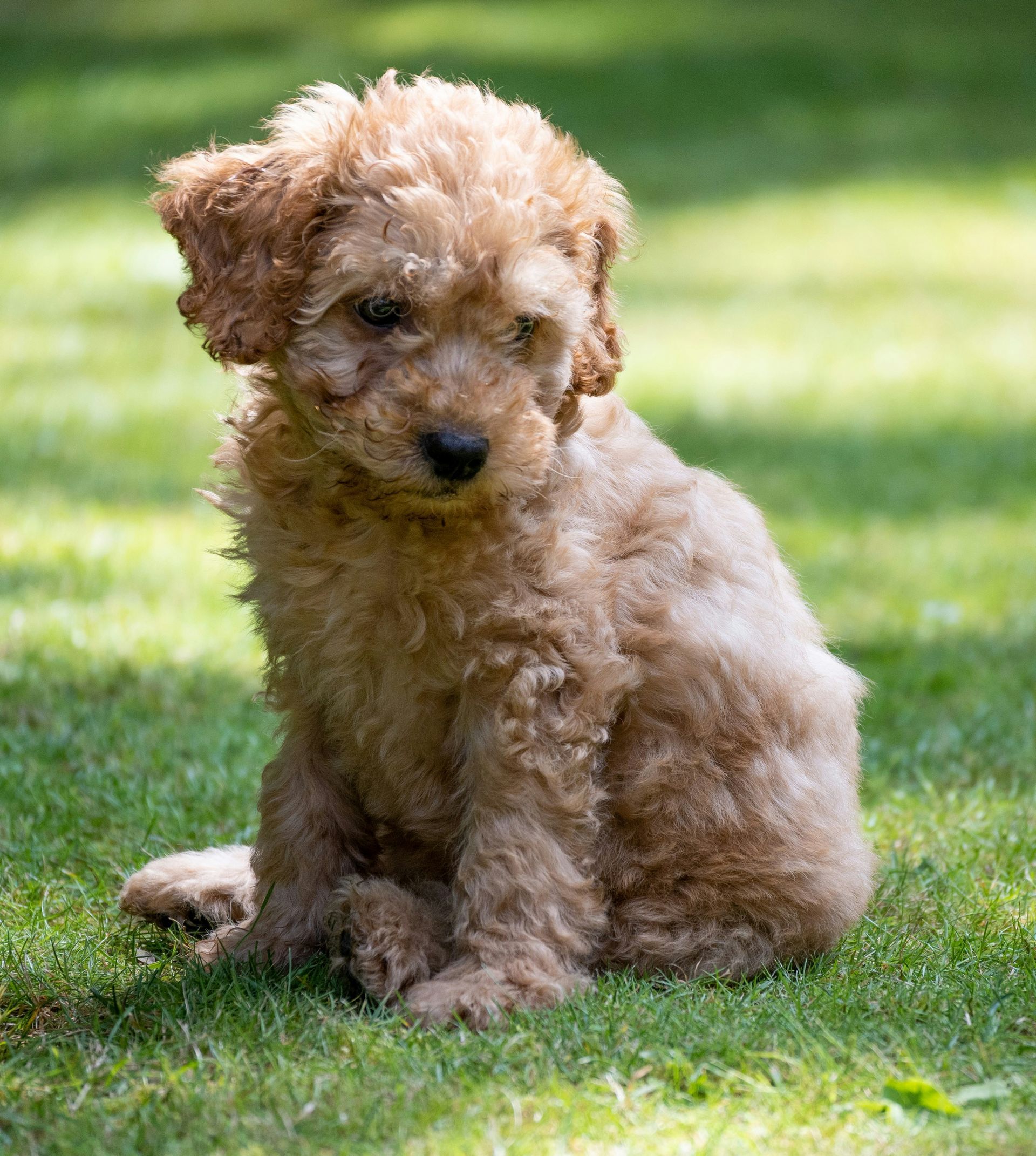 Small, tan-colored puppy sitting in green grass, looking downward.
