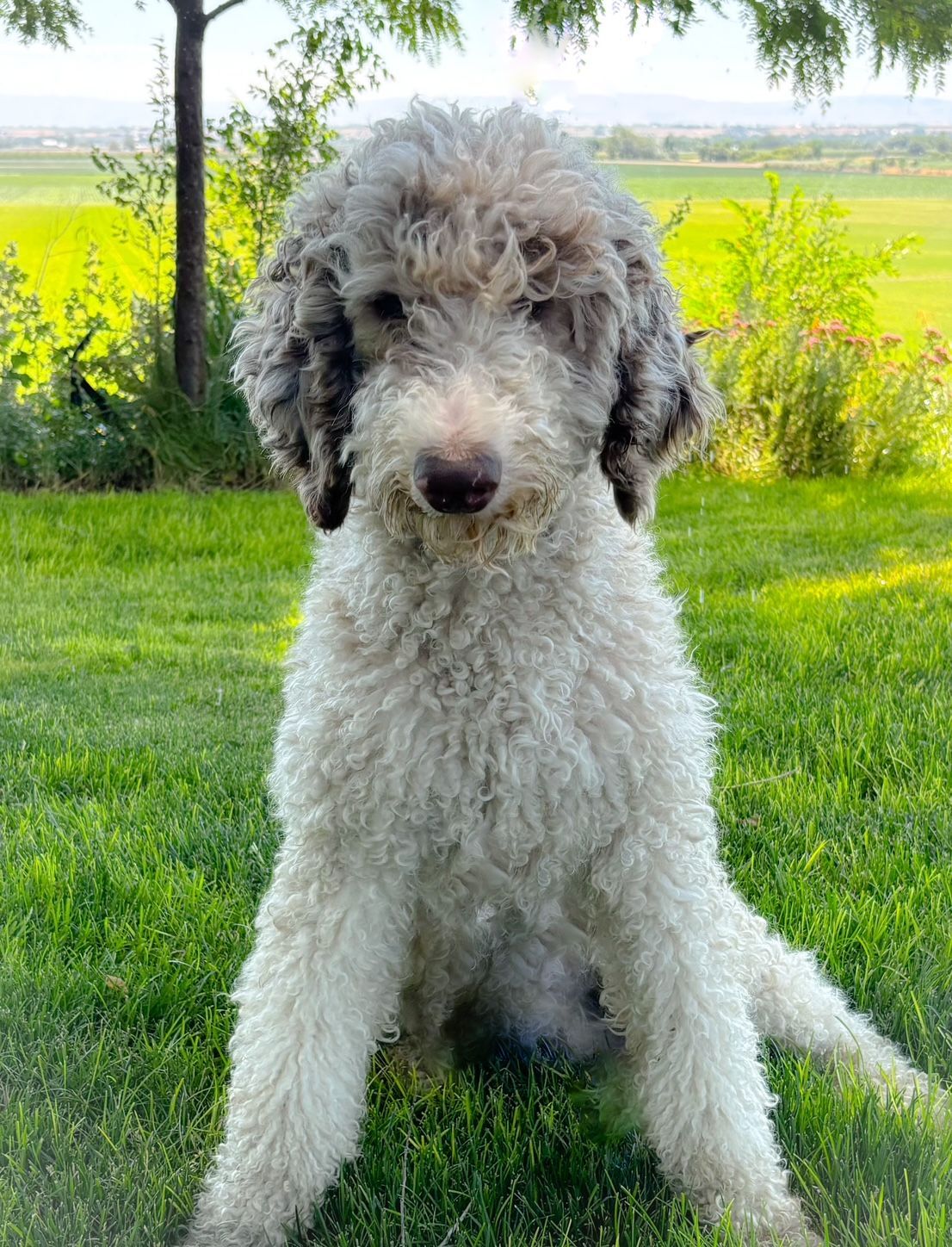 Curly-haired gray and white dog sitting on grass in a sunny park, facing the camera.