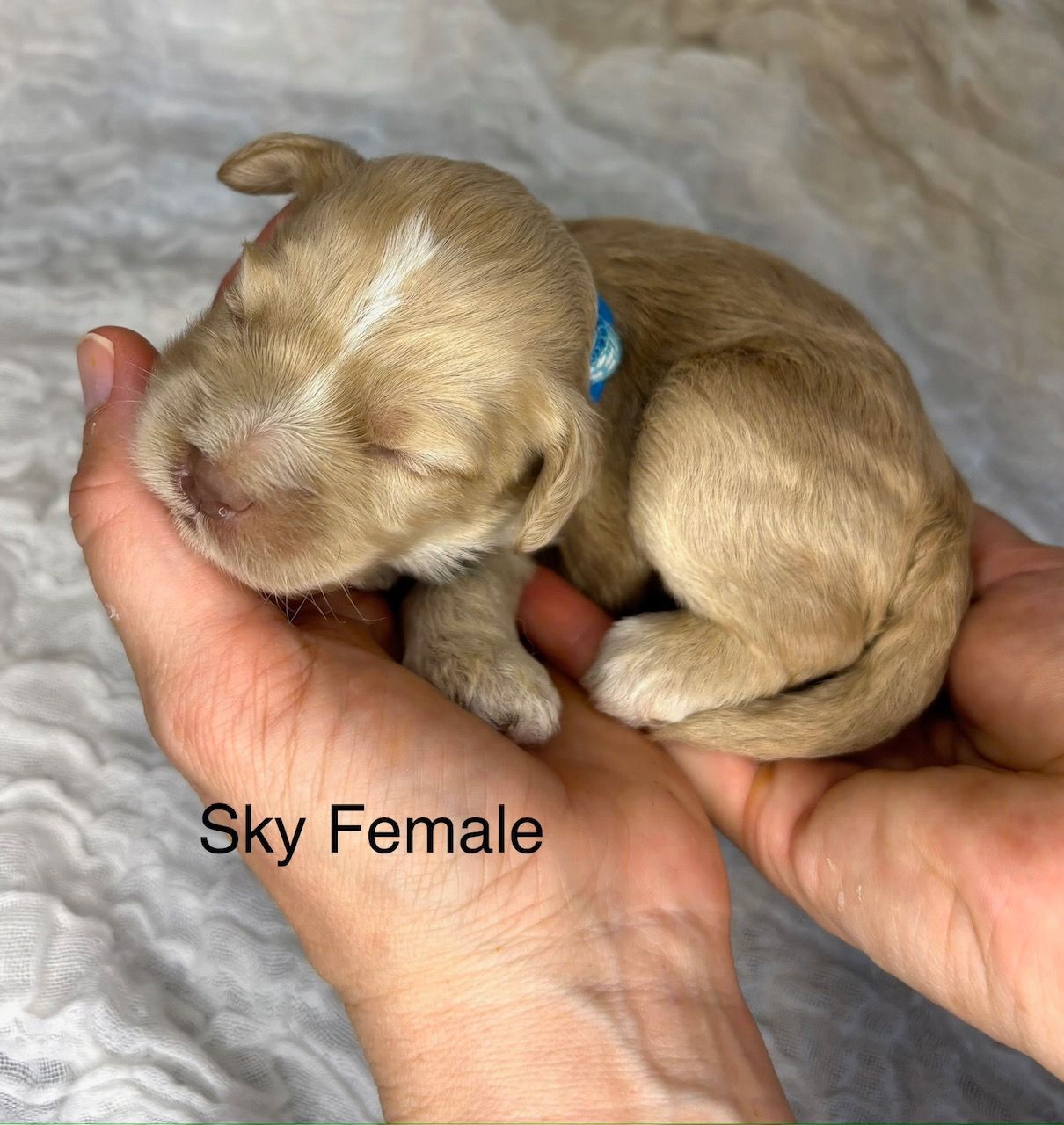 Tiny tan puppy sleeping in hands, with a blue collar and the text “Sky Female”