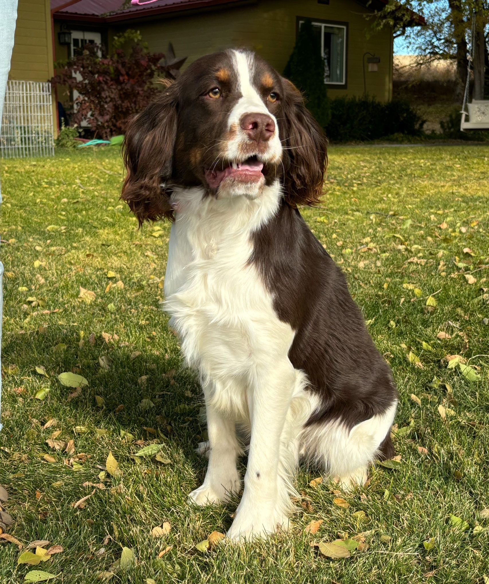Brown-and-white dog sitting on grass in a sunny yard, with a house in the background