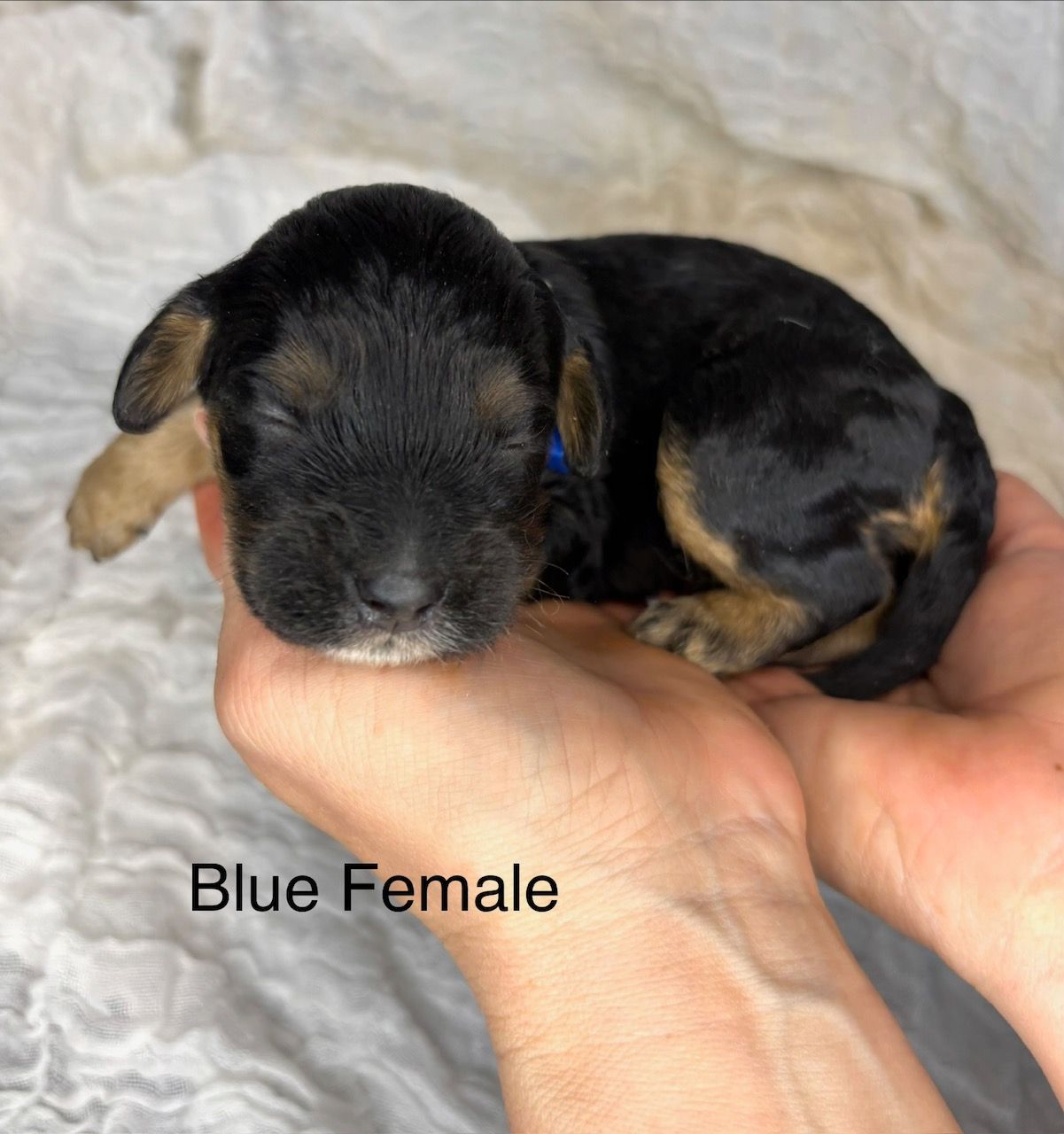 Tiny black-and-tan puppy resting in a hand with “Blue Female” text overlay