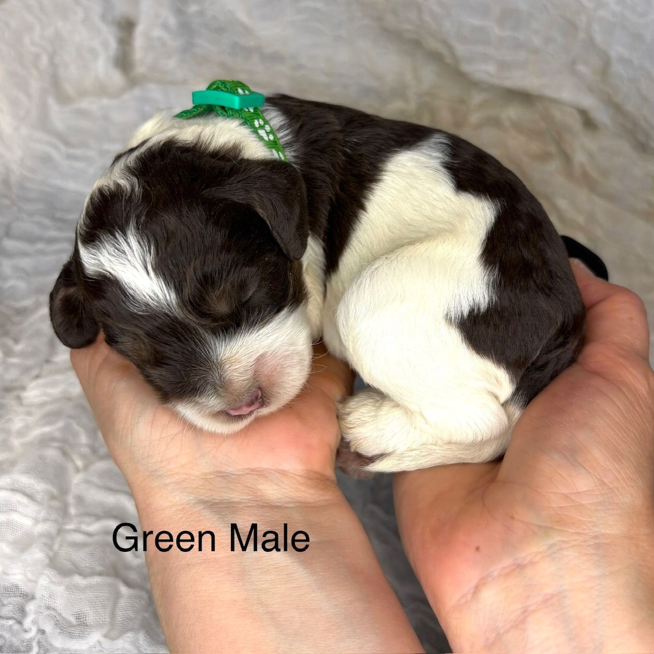 Newborn black-and-white puppy with green ribbon resting in cupped hands