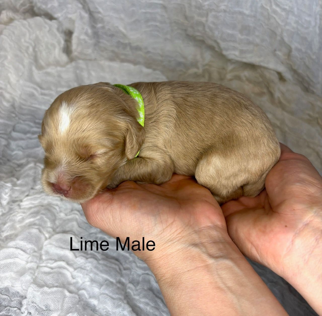 Newborn tan puppy with green collar resting in hands on a soft blanket