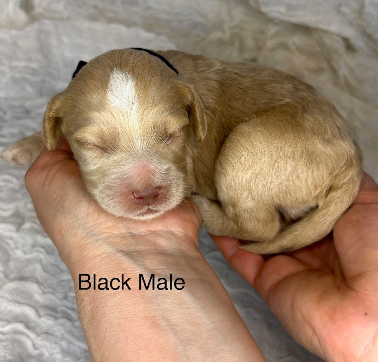 Newborn tan-and-white puppy resting in hands with “Black Male” text overlay