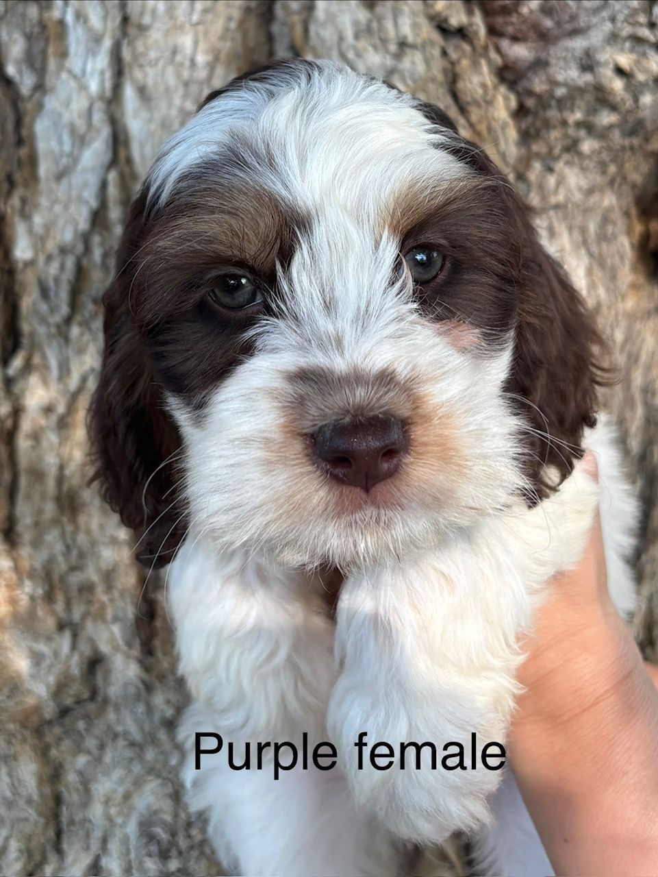 Mini Cockapoos Litters | Sand Hollow Doodles | Parma, ID